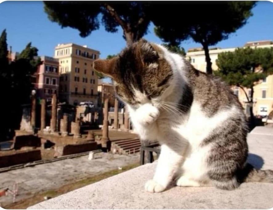 Campo De'fiori-rome By Foot Charming Aircwif Netflix Roma